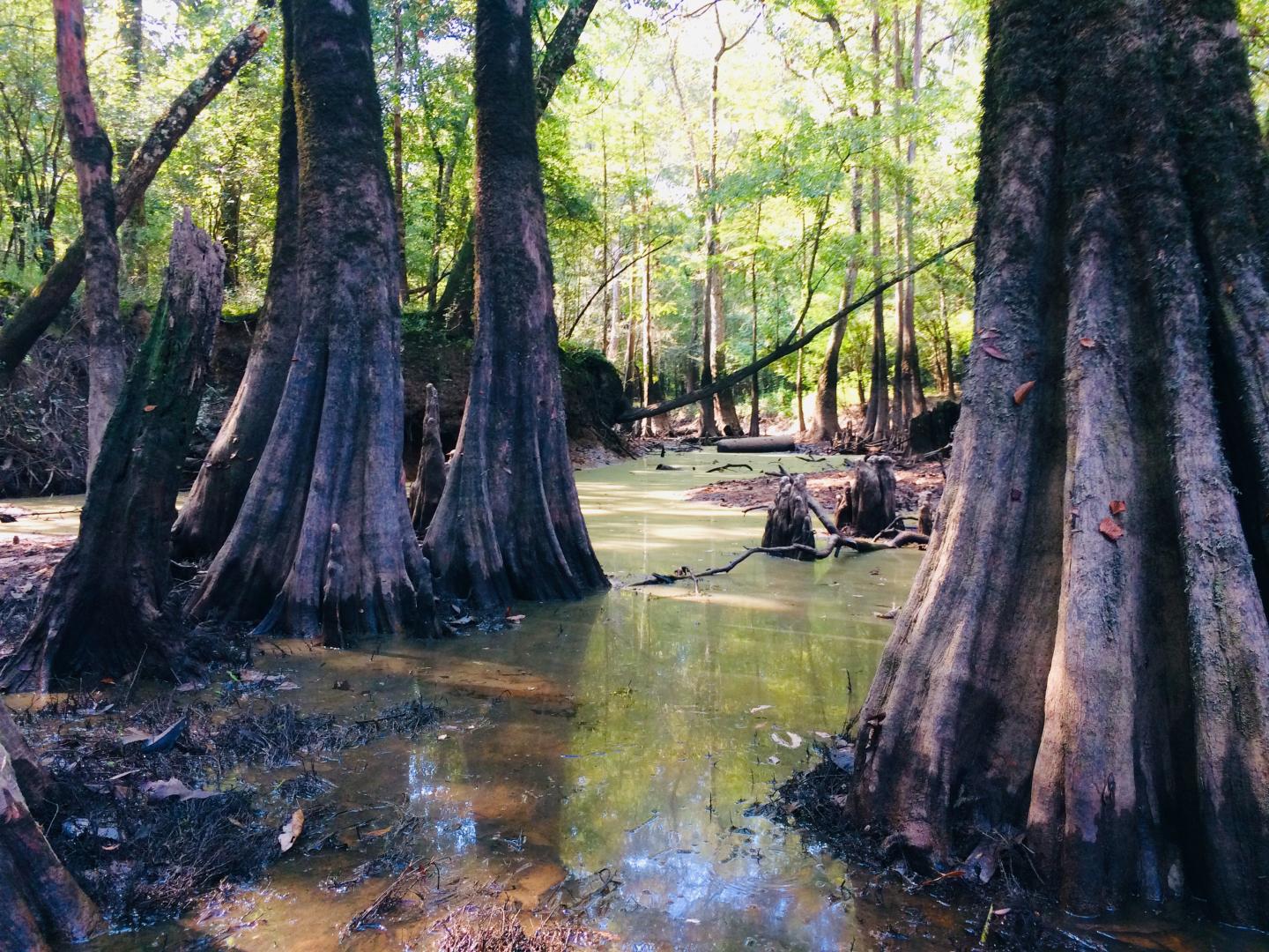 Tombigbee-Alabama Delta