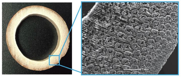 Wild Moso Bamboo <em>Phyllostachys pubescens</em>