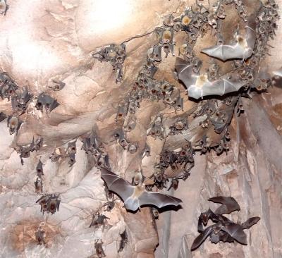 Bats Roosting and Flying in a Cave in Peru