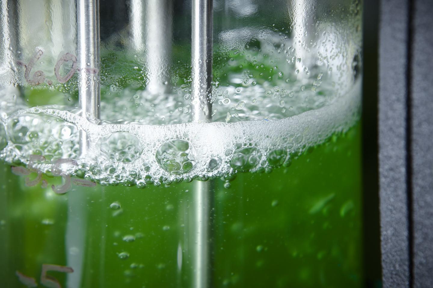 <em>Synechococcus</em>