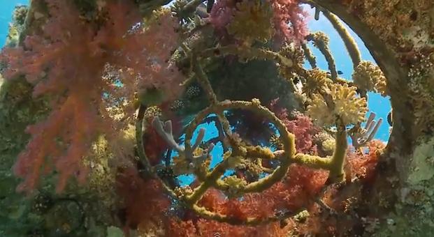 Tamar Reef in Eilat Israel Created by Ben-Gurion U. Researchers