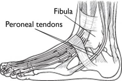 Peroneal Tendons