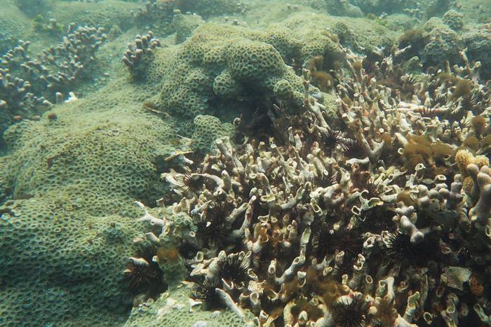 Zoanthids covering dead coral