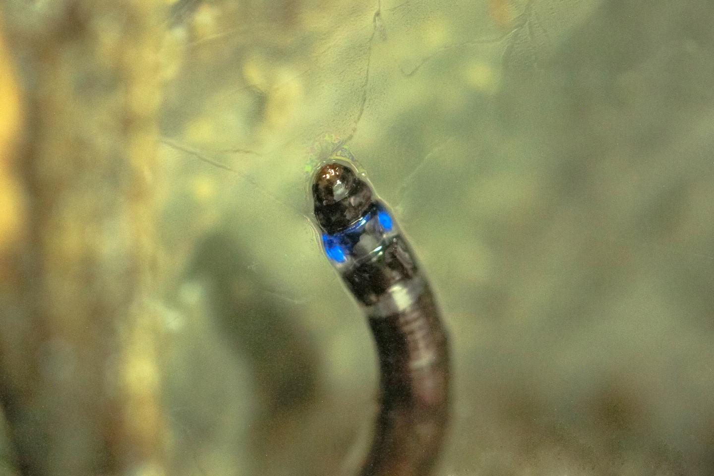 fungus gnat larvae