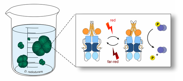 Biochemical activity in Deinococcus radiodurans