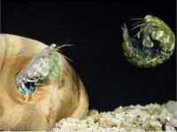 Mantis Shrimp Fighting Using Telson as Shield
