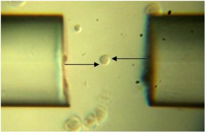 Fiber-Optically Trapped and Rotated Human Smooth Muscle Cell