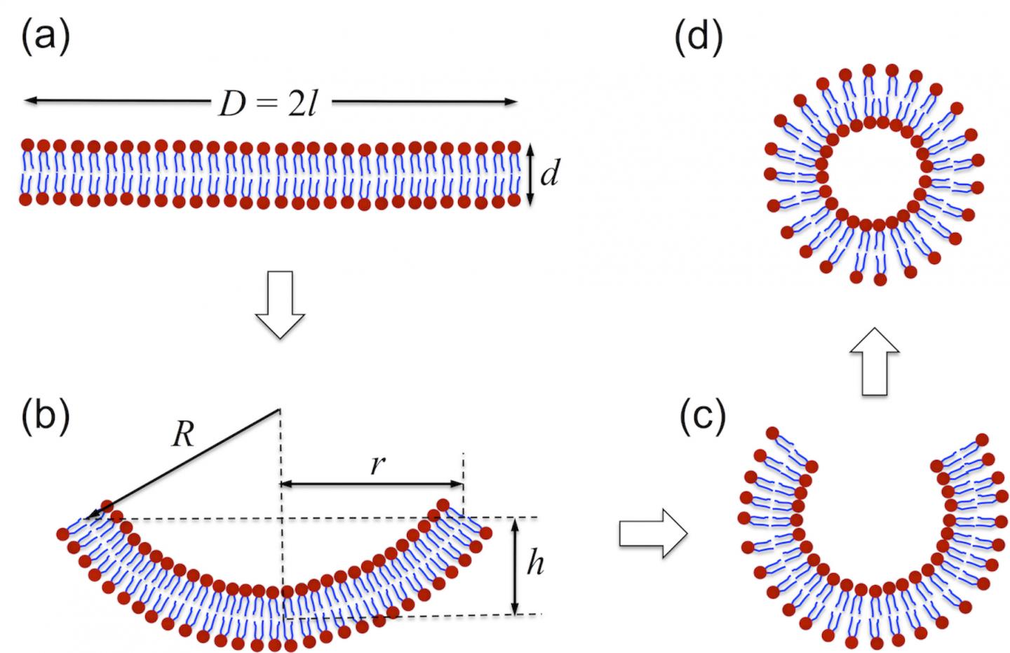 Vesicle formation findings could pave way for EurekAlert!