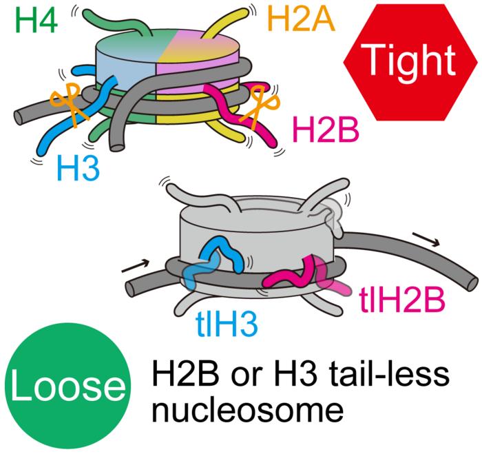 Biochemical tails tell a story