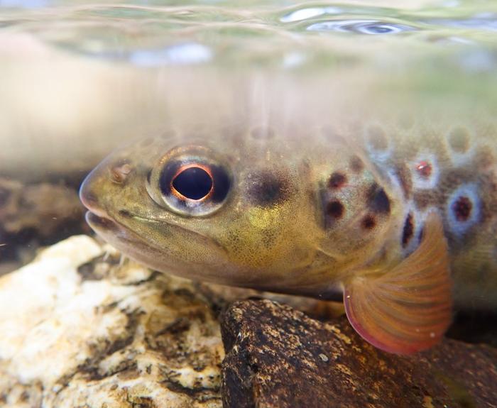 A brown trout