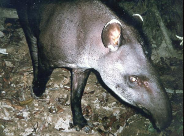 Tapir