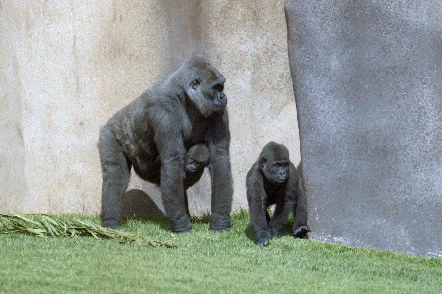 New Method Reveals High Similarity Between Gorilla And Human Y Chromosome