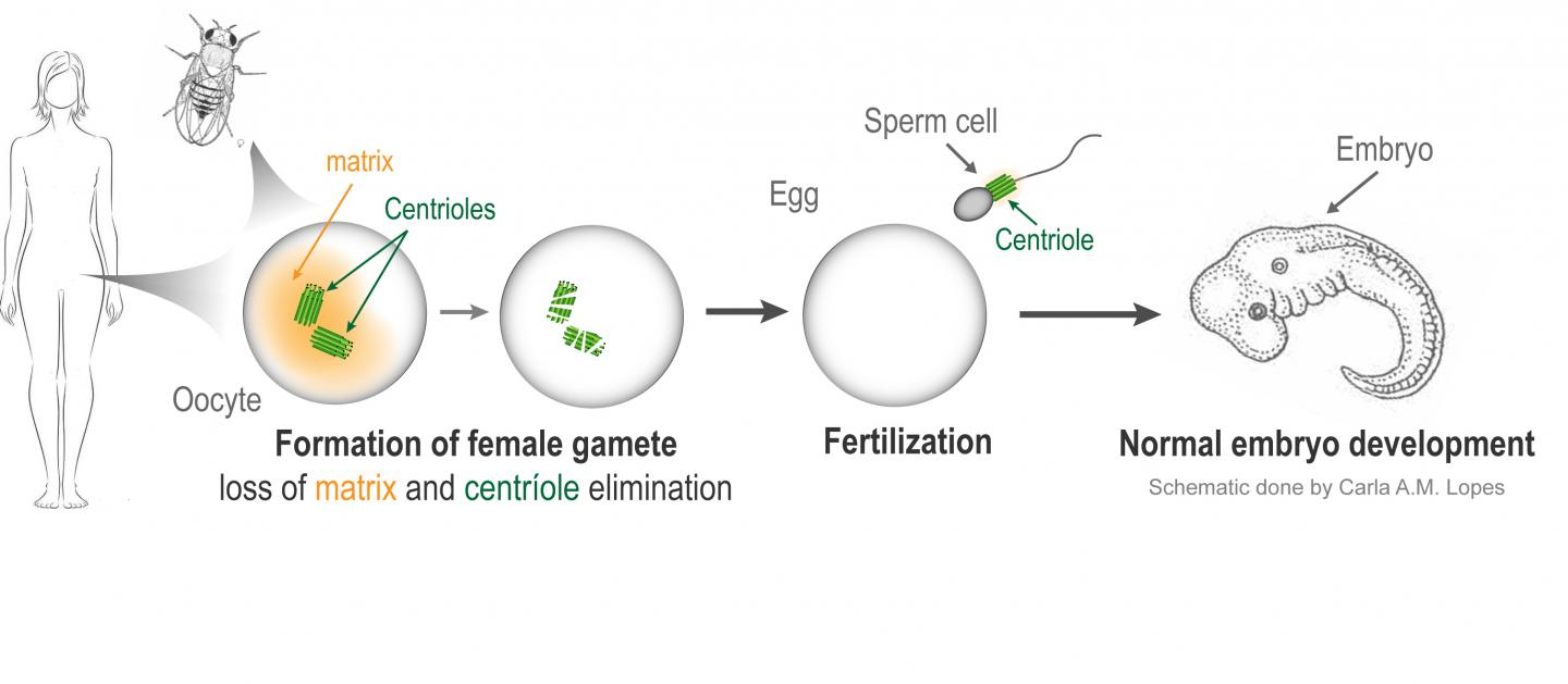 Scheme of the Cellular Mechanism