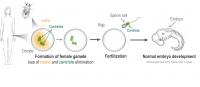 A critical inheritance from dad ensures healt | EurekAlert!