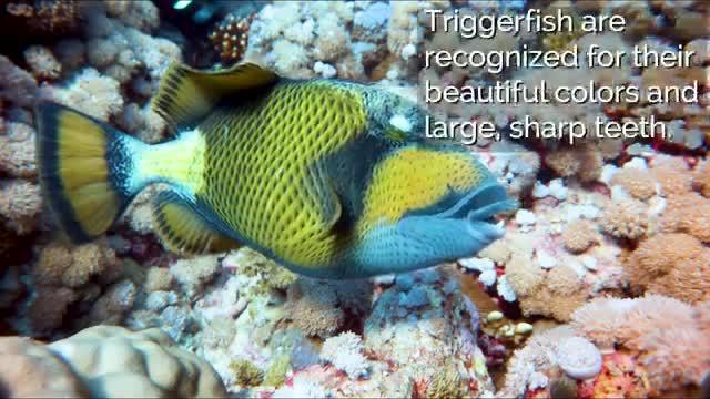 Triggerfish