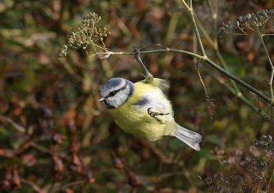 Adult Blue Tit