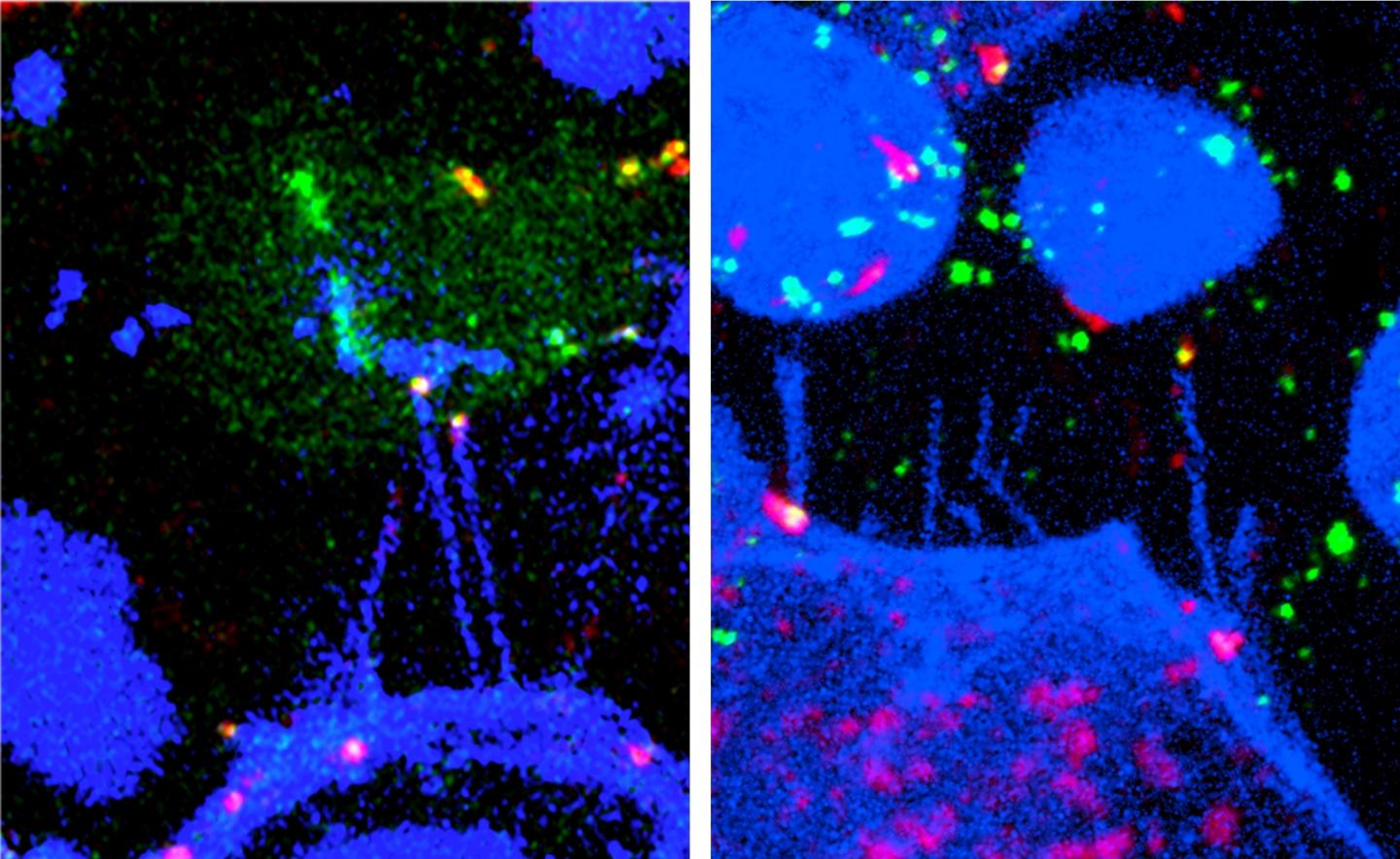 Control of Cell Differentiation in the Central Nervous System