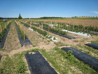 Biodegradeable Mulch Films