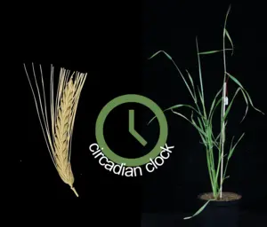 Barley circadian clock