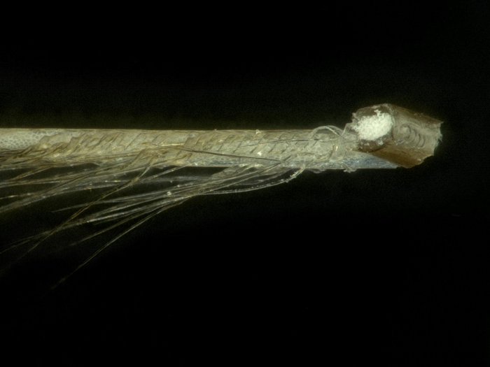 Closeup of dry sandgrouse barb
