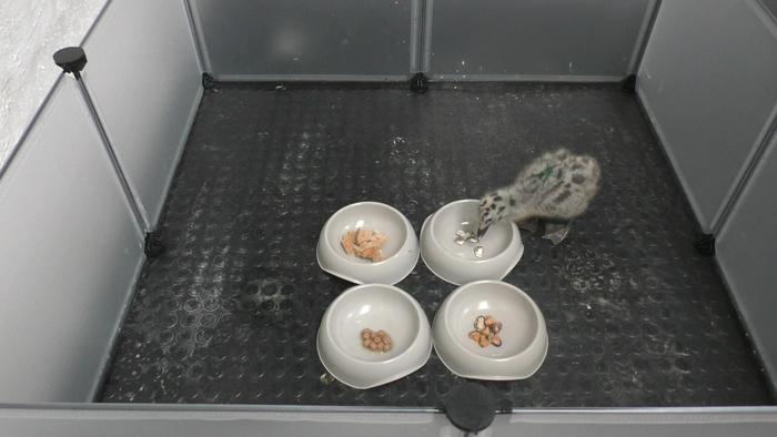 Gulls were presented with all four foods together on days 5, 10, 15 and 35 of the study