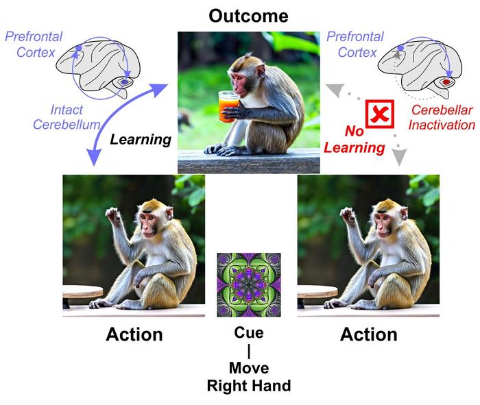 Cerebellum influences reward-based learning