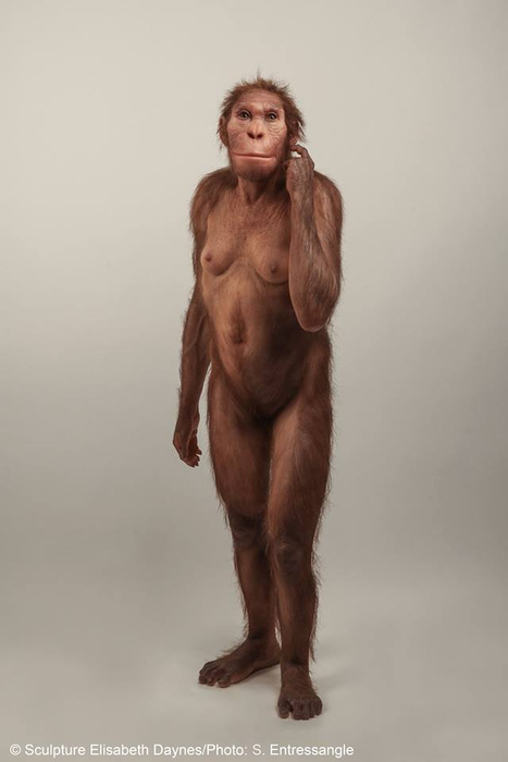 australopithecus reconstruction