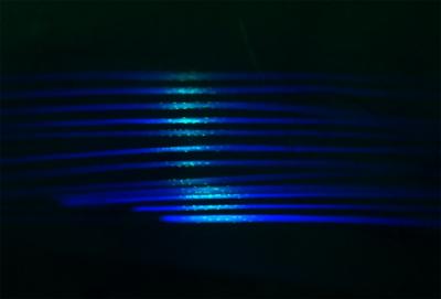 Muscle Fibers with Cell Nuclei