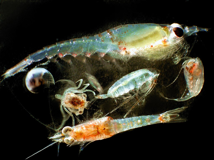 plankton-head-polewards-eurekalert