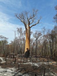 Large Scale Clearance of Madagascar's Dry Forests