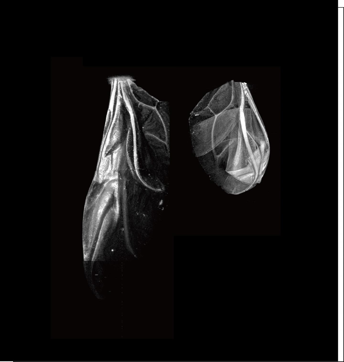3-D Image of Unfolded and Folded Hindwing of <em>Coccinella septempunctata</em> Ladybug