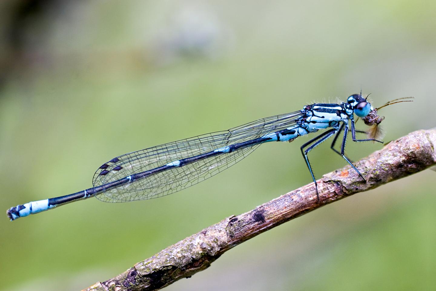 <i>Coenagrion pulchellum</i>