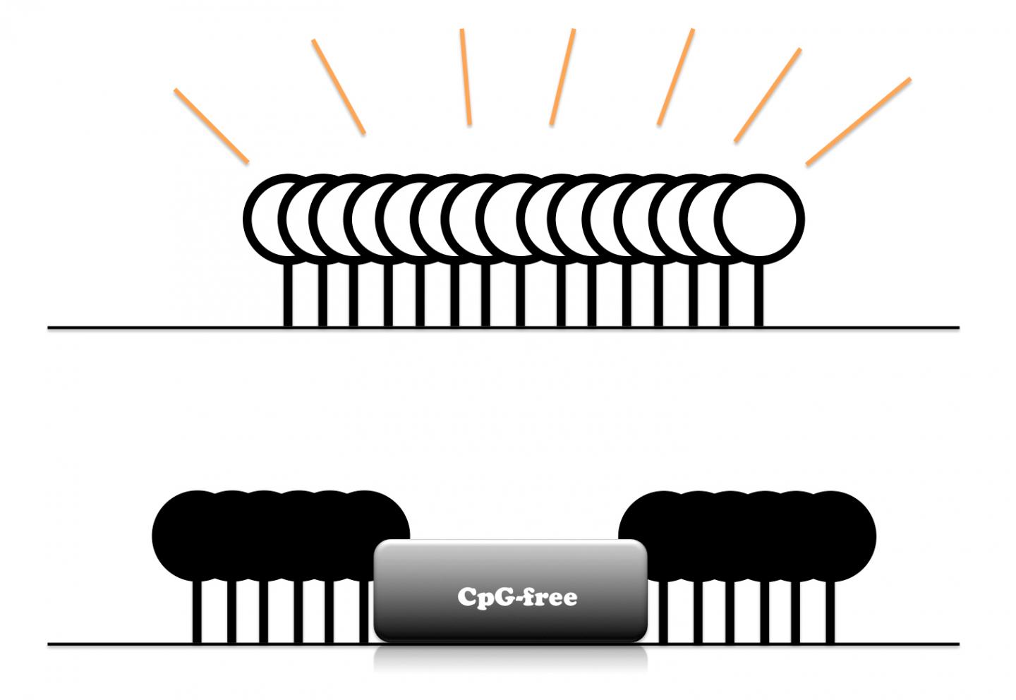 New Salk Technology Adds Methyl Groups at Specific Positions on DNA, Allowing Targeted Correction of
