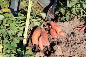 Sweet potato experiment in the experimental field of the Estonian University of Life Sciences in Tartu County.