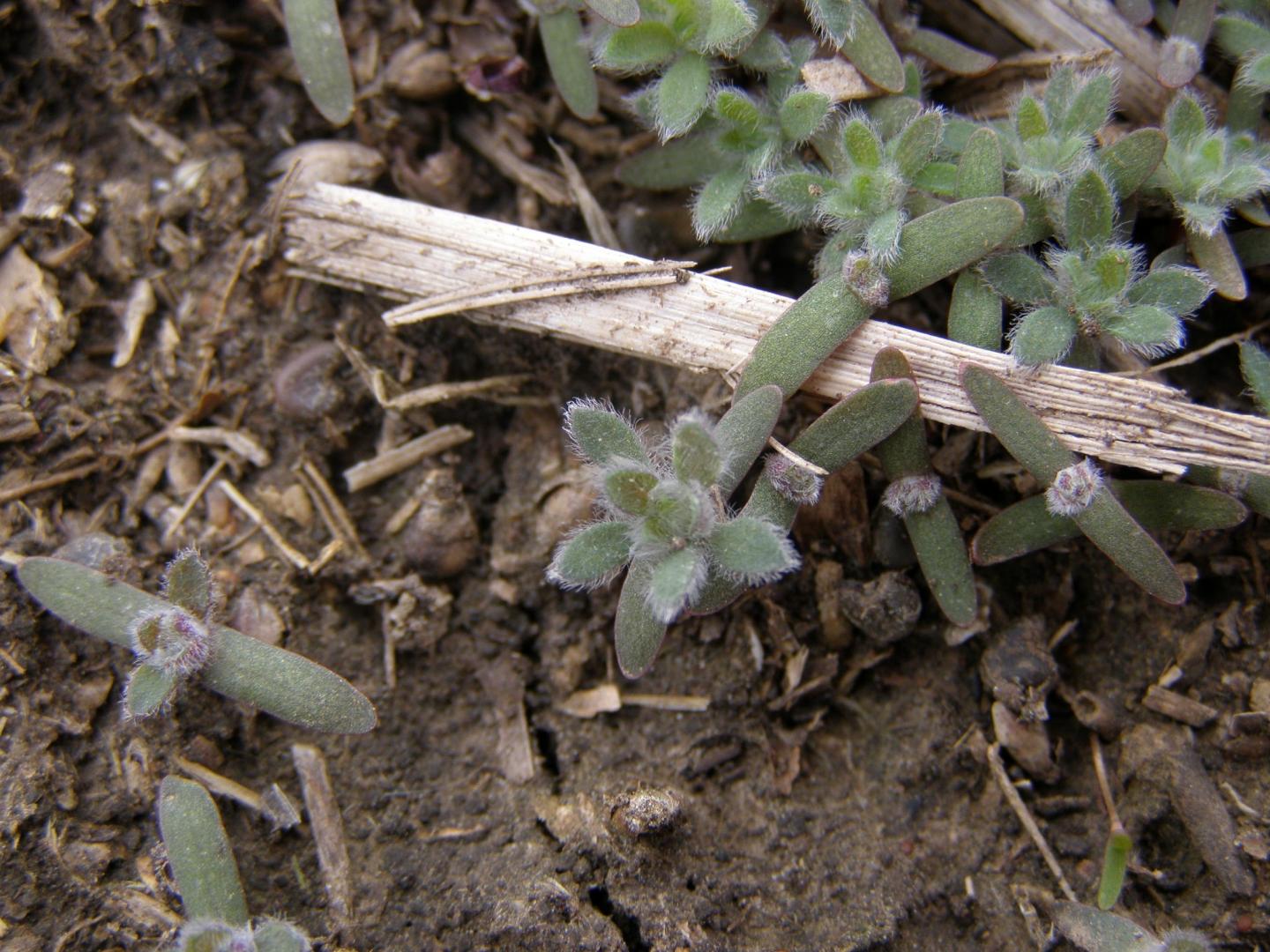 Kochia Seedlings Emerging in the Field at Garden City, Kansas in March