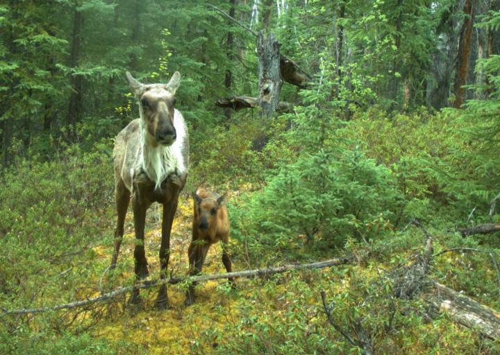 Female Woodland Caribou with Calf