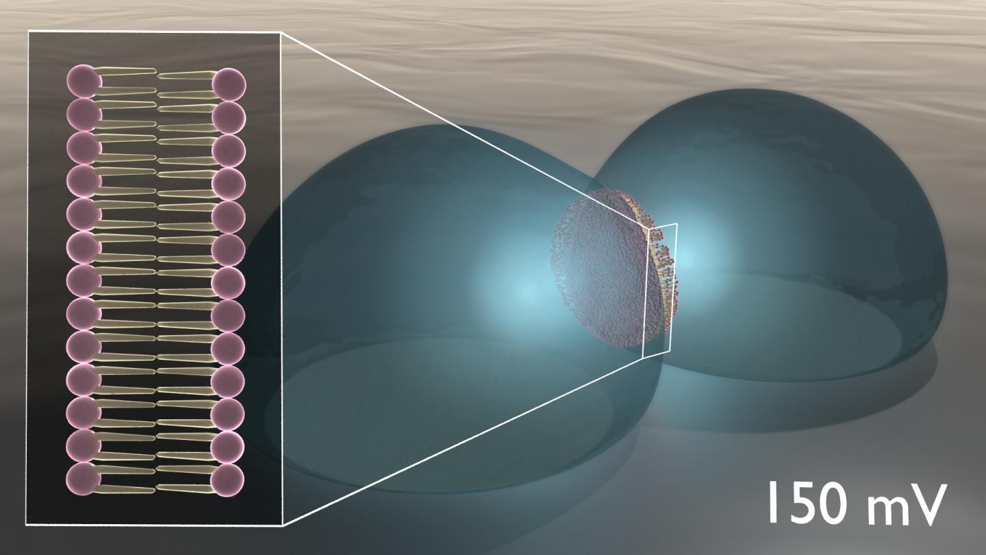 Lipid-Based Biomimetic Membrane