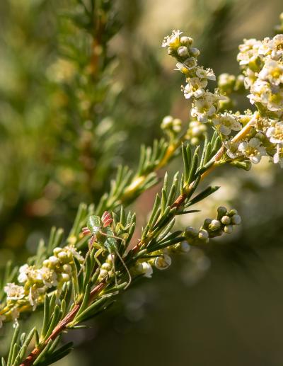 Walking Stick on Chamise