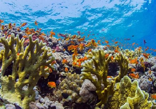 Researchers Find Microbes Key to Reef Survival