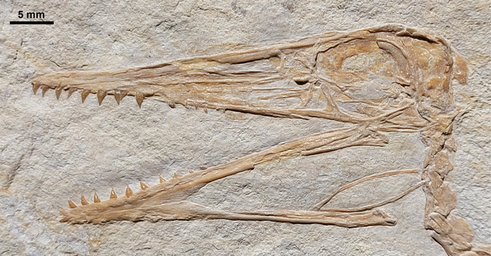 Pterodactylus antiquus [IMAGE] | EurekAlert! Science News Releases