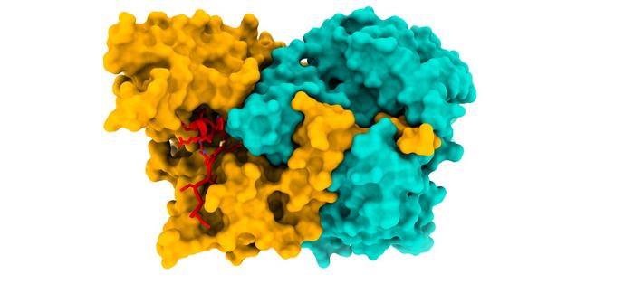 Image of the structure of the ACAD9-ECSIT_CTER complex (ECSIT in red).