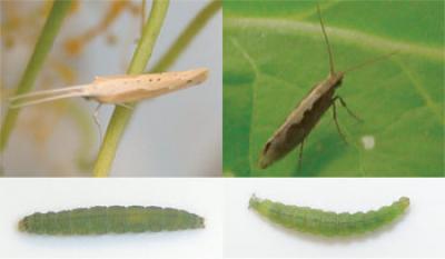 The Two Varieties of Diamondback Moth Used in This Study