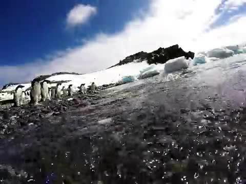 Adélie Penguins on the Antarctic Shore