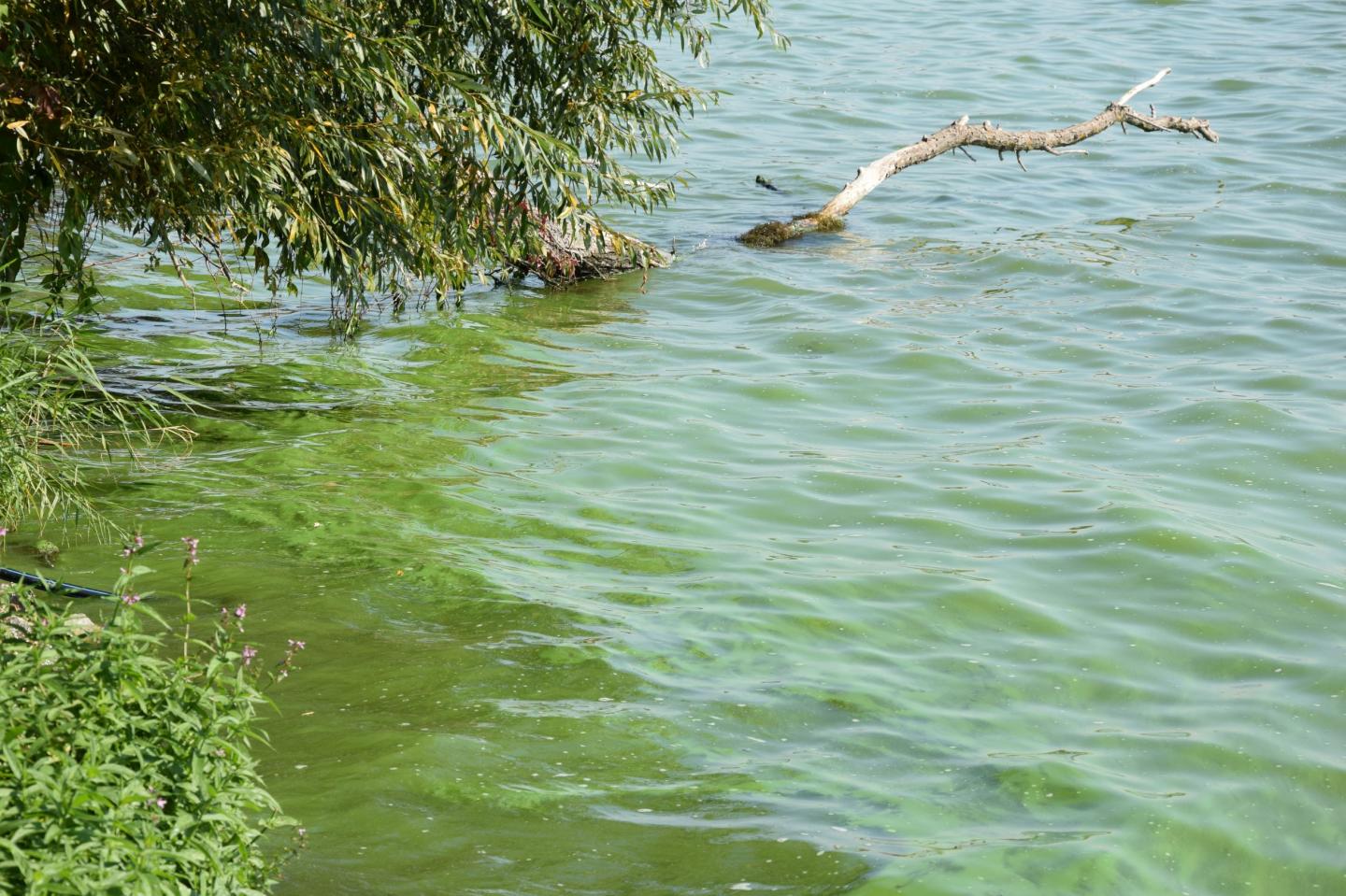 Blue-Green Algal Bloom in a Lake in Summer