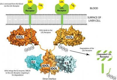 How the Enzyme IDOL Binds with LDL Receptors