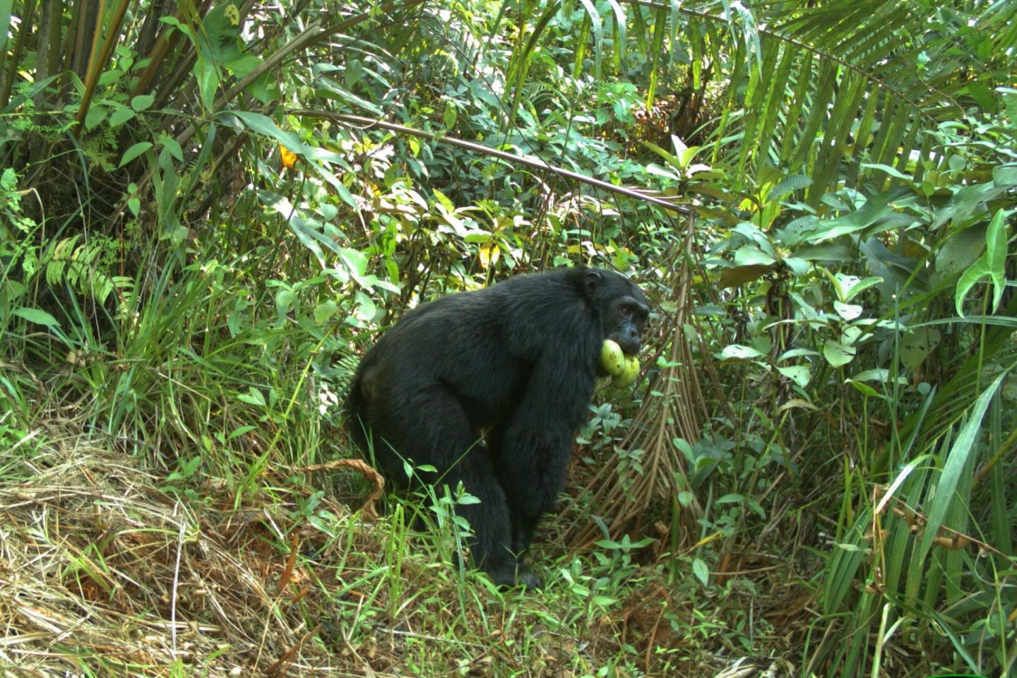 Moyamba Chimp with Mangoes