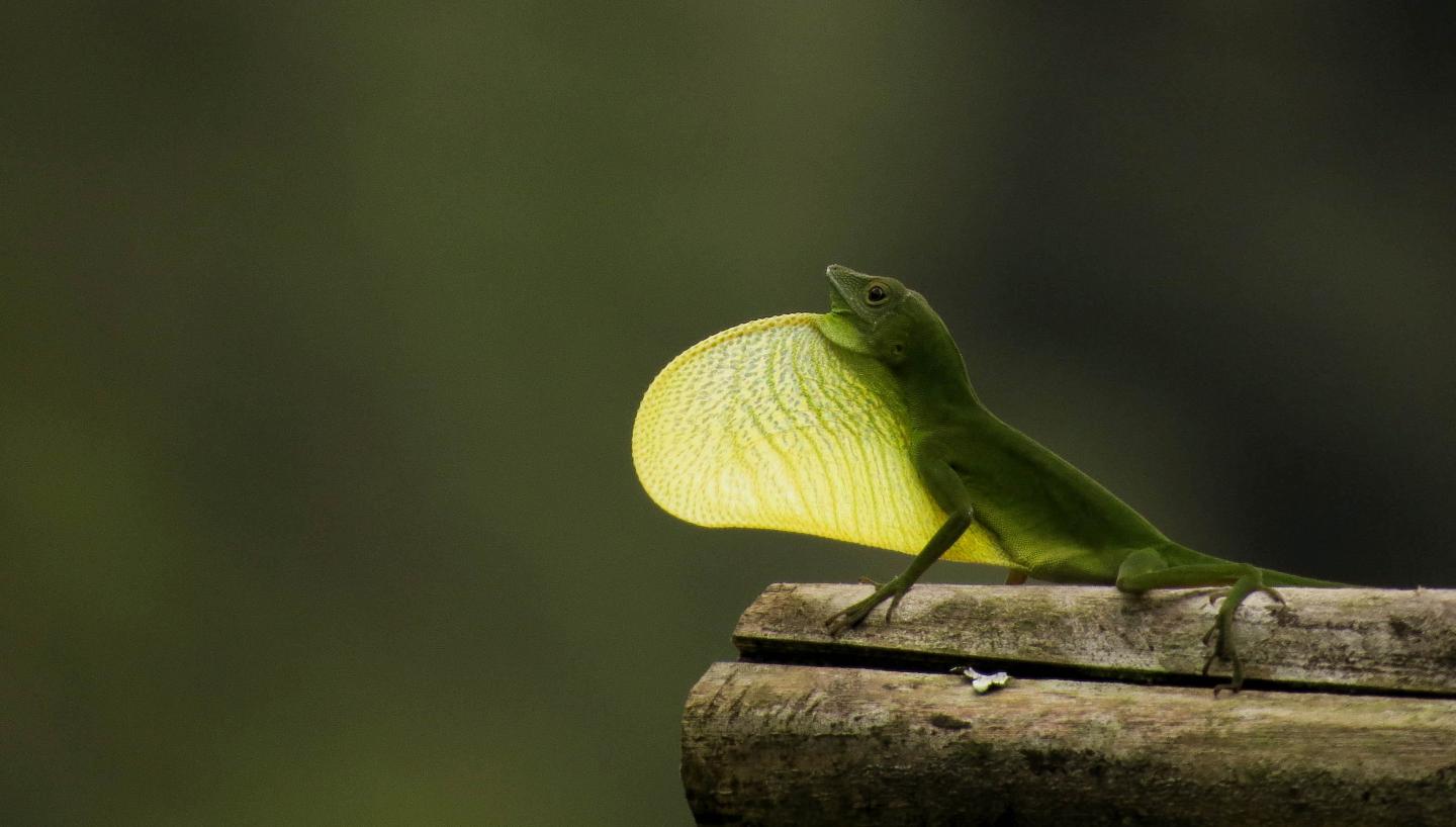 <em>Anolis chloris</em>