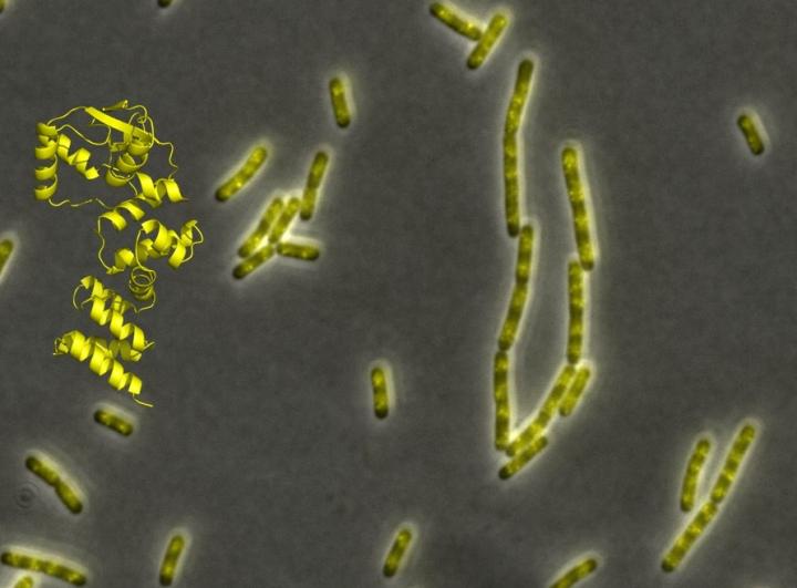 X-ray crystallography structure of Noc, and the location of the Noc-DNA-membrane complex inside Bacillus subtilis cells