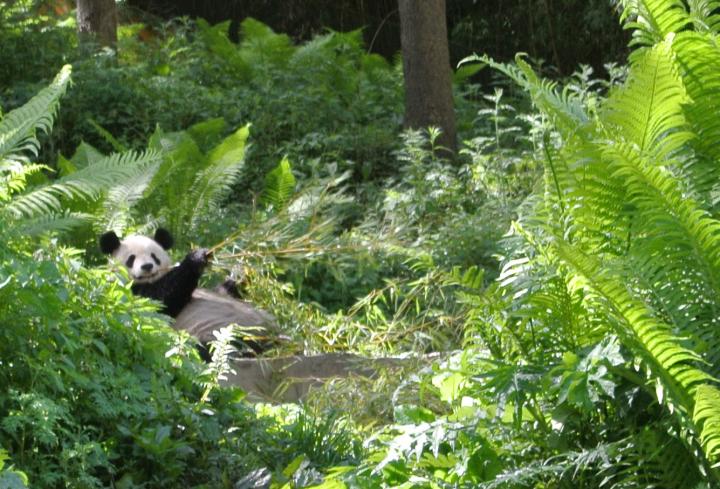 Panda Pauses During a Snack