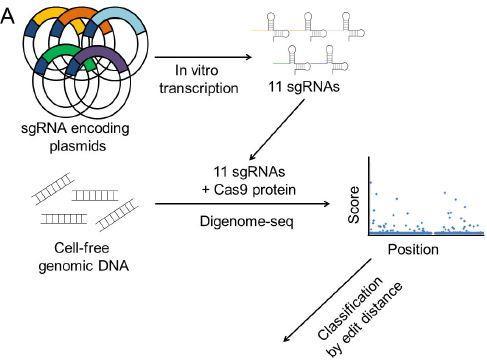 Schematic Overview of Multiplex Digenome-Seq
